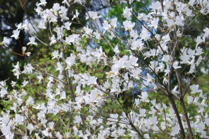 20150424春の樹木の花 ミツバツツジ　白  (2)